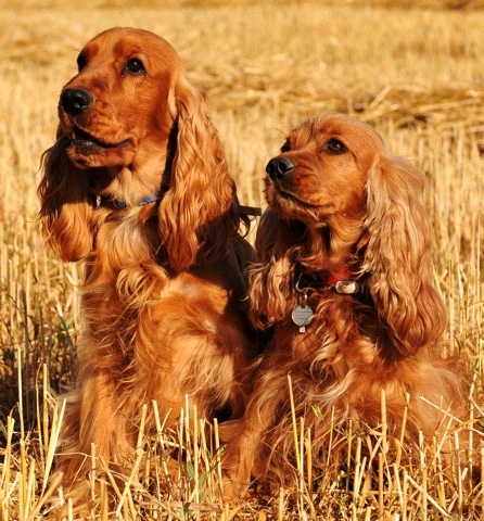 des Marais d'Eigouzo - Cocker Spaniel Anglais - Portée née le 26/08/2009